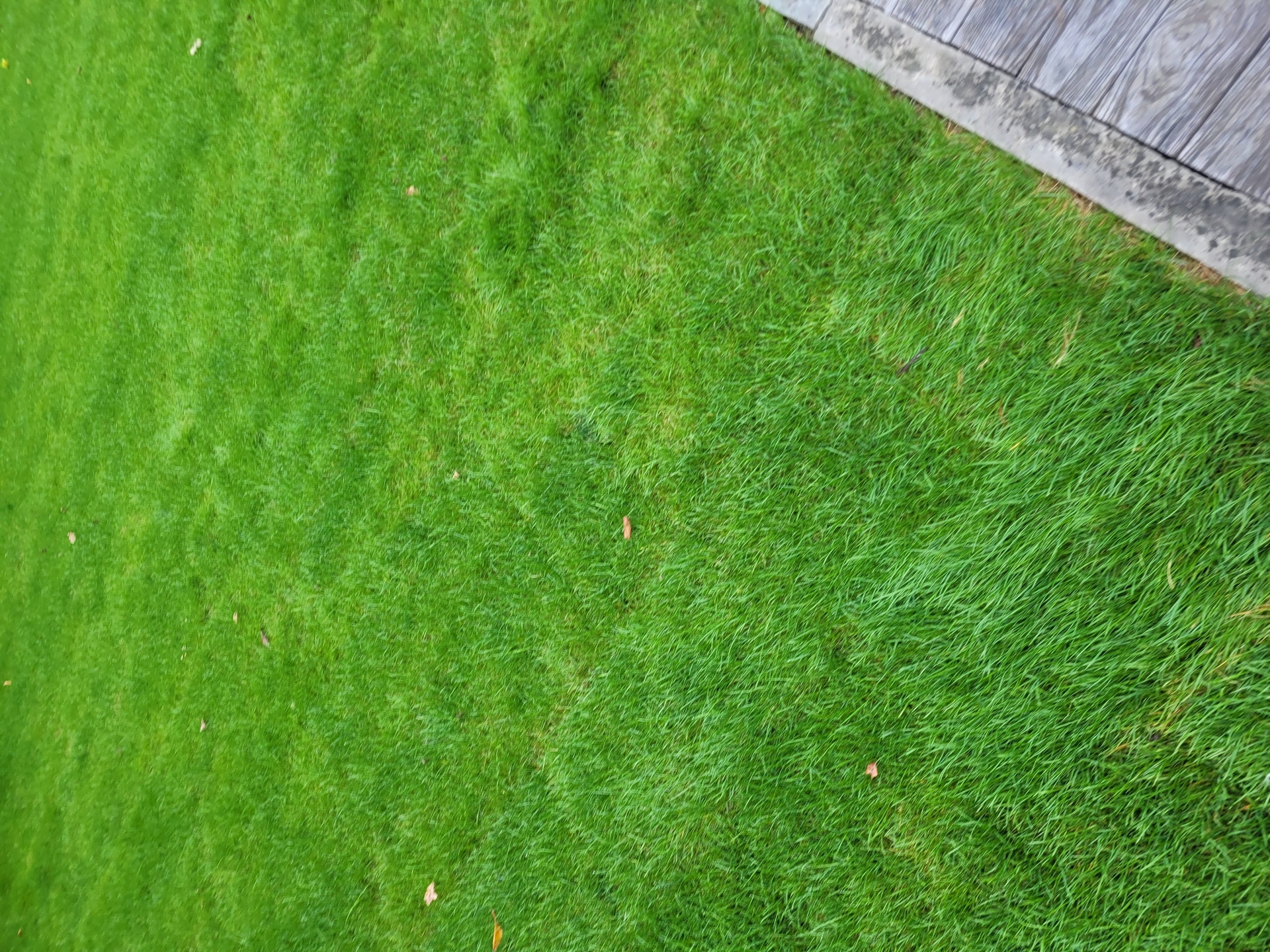 Rollrasenverlegung